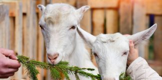 Добавьте хвою в рацион коз — лучшая витаминная подкормка в зимний период
