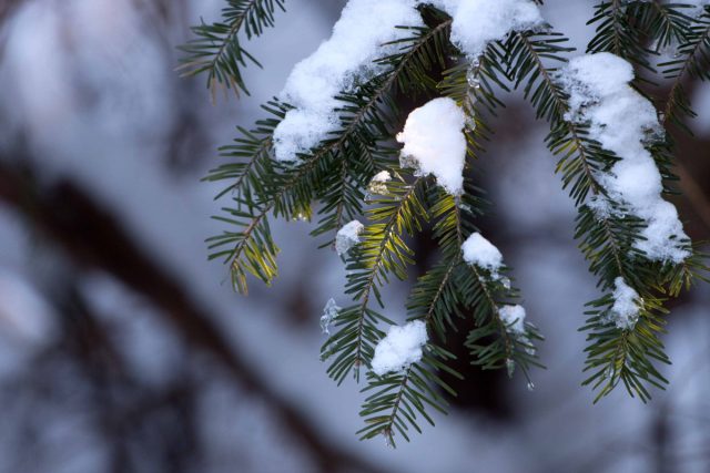 Хвоя содержит большое количество каротина, по этому показателю она превосходит всем известную морковь