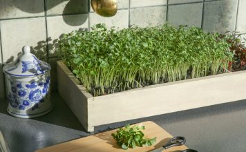 Долой авитаминоз: лучшая микрозелень для домашнего выращивания Долой авитаминоз: лучшая микрозелень для домашнего выращивания