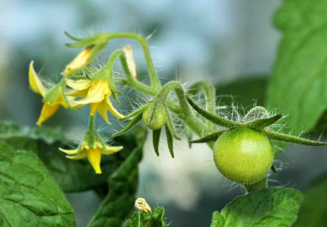 Сорт сохранится только в случае, если растение самоопыляемое, например, томат
