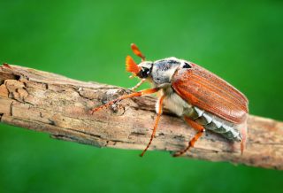 Хрущ майский западный (Melolontha melolontha). Жук Хрущ майский западный (Melolontha melolontha). Жук