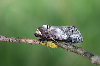Бабочка древоточец пахучий (Cossus cossus)