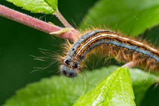 Шелкопряд кольчатый (Malacosoma neustria). Гусеница