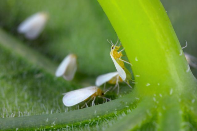 Бабочки белокрылки