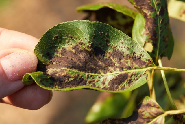 Повреждения нанесённые грушевый галловым клещом (Eriophyes pyri). Повреждения нанесённые грушевый галловым клещом (Eriophyes pyri).