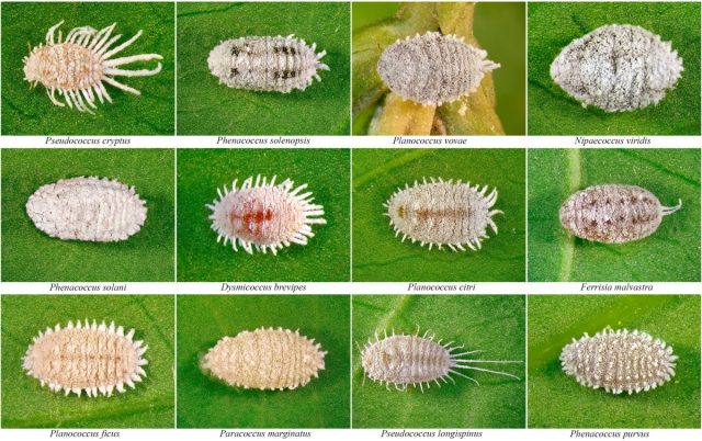 Предлагаем вам вам внешнее сравнение разных видов мучнистых червецов