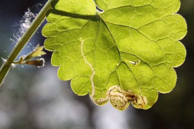 Вред наносят как имаго, так и личинки мух-минёров. У половозрелых особей докармливающиеся самки повреждают поверхностные покровы, причём точек питания может быть несколько. Механические повреждения провоцируют распространение болезней различной природы (вирусных, бактериальных и грибковых)