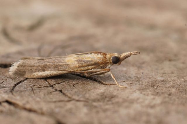 Огнёвка акациевая (Etiella zinckenella) Огнёвка акациевая (Etiella zinckenella)