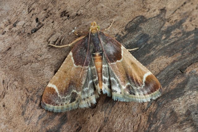 Огнёвка мучная (Pyralis farinalis) Огнёвка мучная (Pyralis farinalis)