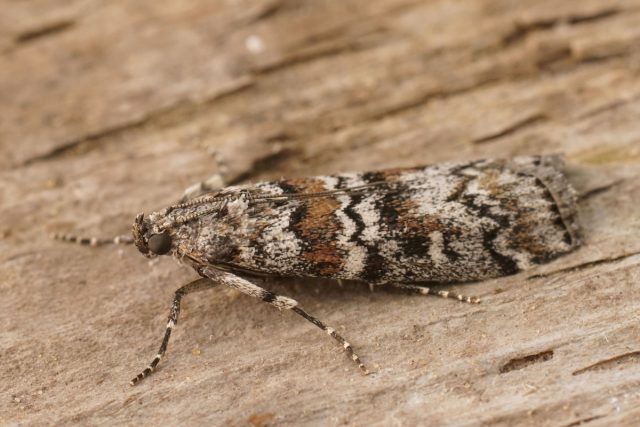 Огнёвка шишковая (Dioryctria abietella) Огнёвка шишковая (Dioryctria abietella)