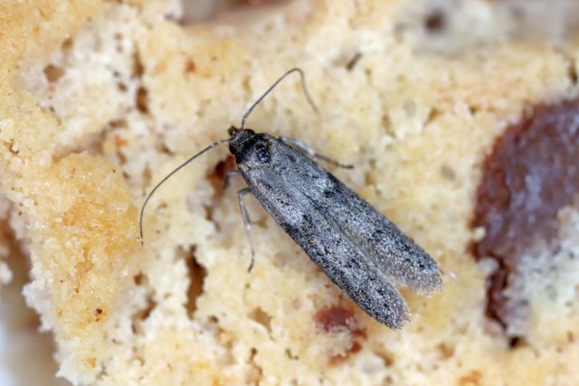 Огнёвка сухофруктовая (Cadra cautella) Огнёвка сухофруктовая (Cadra cautella)