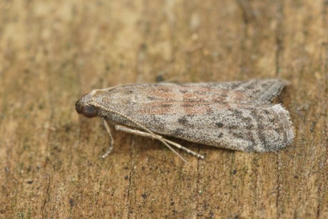 Огнёвка зерновая (Ephestia elutella) Огнёвка зерновая (Ephestia elutella)