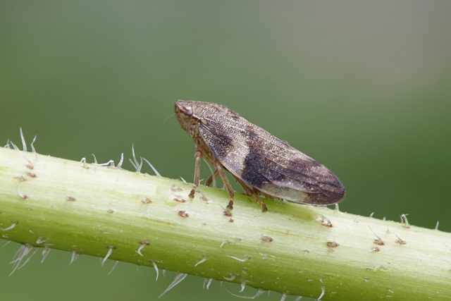 Пенница ольховая (Aphrophora alni) Пенница ольховая (Aphrophora alni)