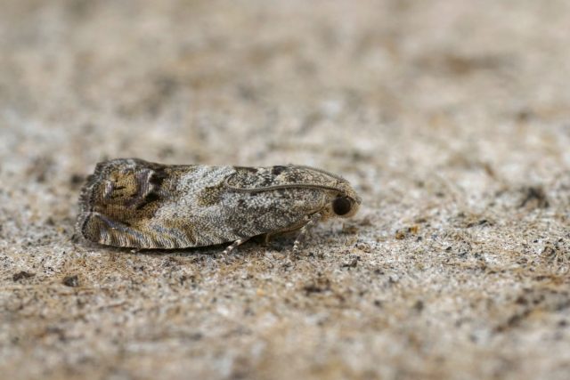 Плодожорка желудёвая (Laspeyresia splendana) Плодожорка желудёвая (Laspeyresia splendana)