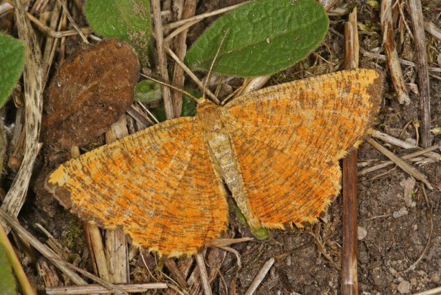 Пяденица сливовая (Angerona prunaria)
