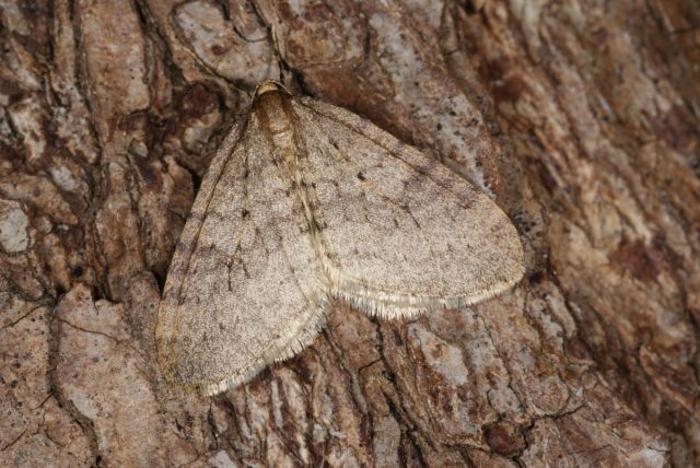 Пяденица зимняя (Operophthera brumata)