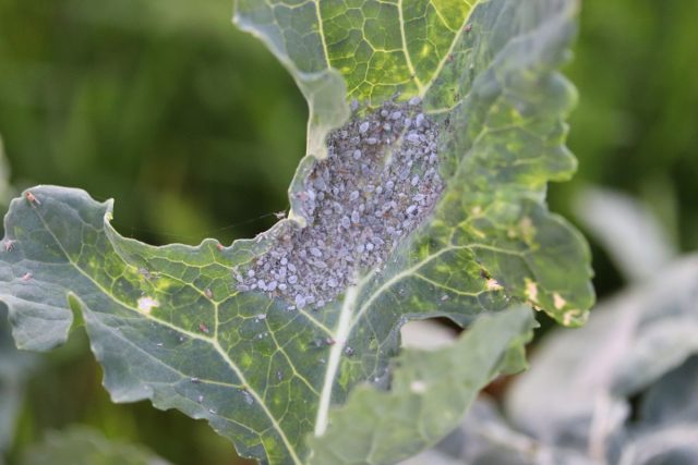 Тля капустная (Brevicoryne brassicae) Тля капустная (Brevicoryne brassicae)