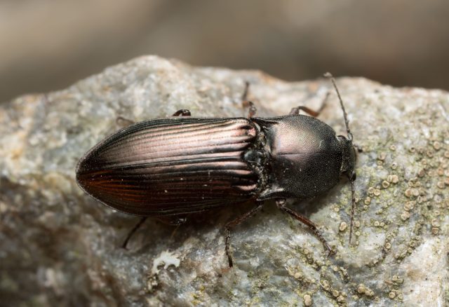 Щелкун блестящий (Selatosomus aeneus)