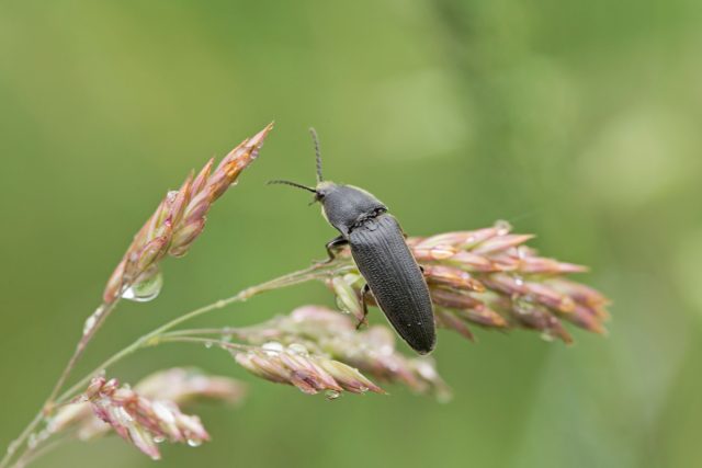 Щелкун буроногий (Melanotus brunnipes)