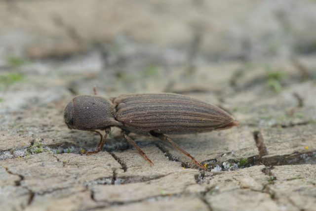 Щелкун полосатый (Agriotes lineatus)