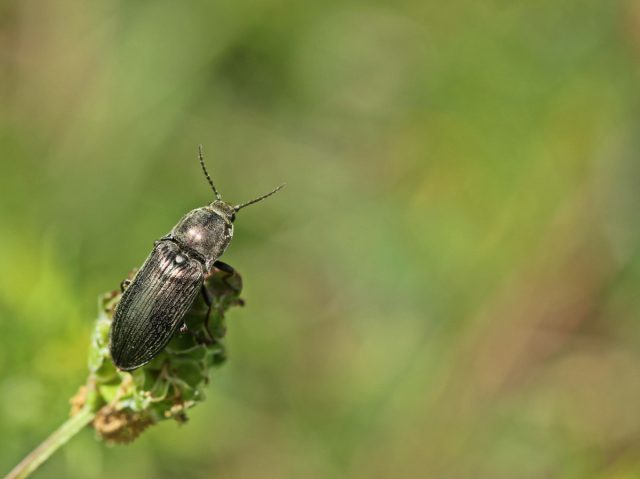 Щелкун степной (Agriotes gurgistanus)