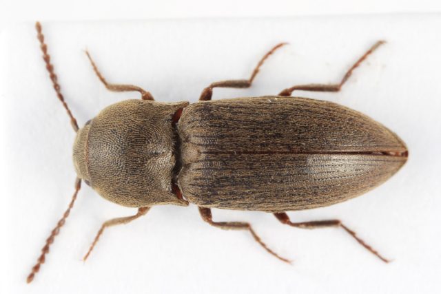 Щелкун тёмный (Agriotes obscurus)