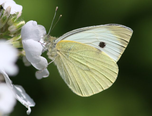 Капустница или белянка капустная (Pieris brassicae) Капустница или белянка капустная (Pieris brassicae)