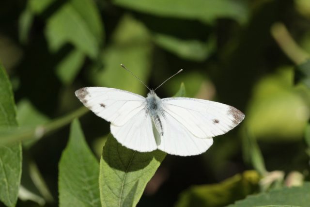 Бабочка репница или белянка репная (Pieris rapae) Бабочка репница или белянка репная (Pieris rapae)