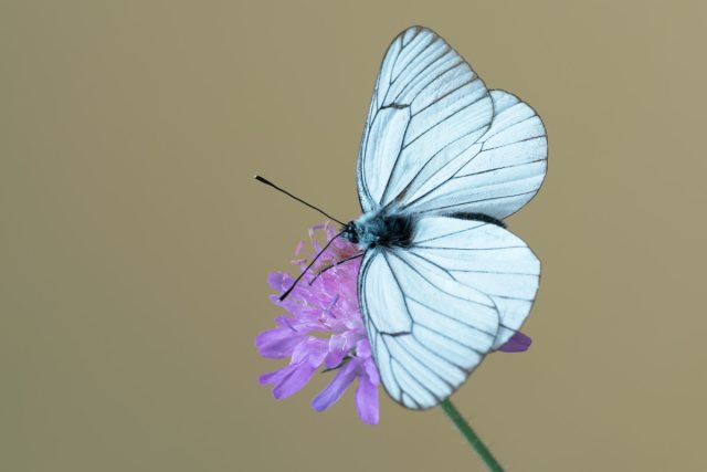 Бабочка боярышница (Aporia crataegi) Бабочка боярышница (Aporia crataegi)