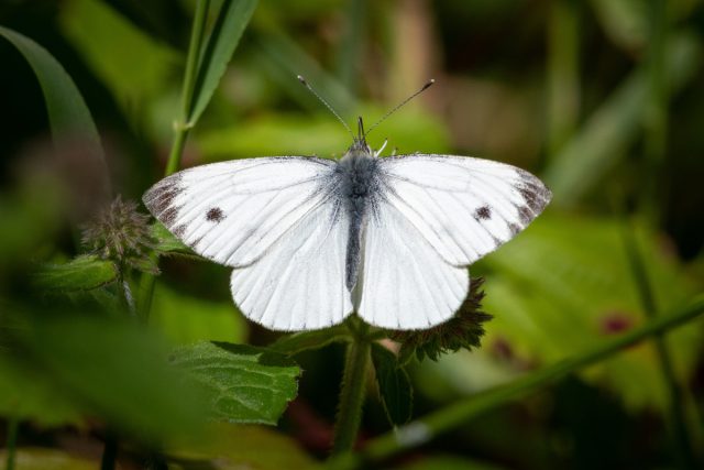 Бабочка брюквенница (Pieris napi) Бабочка брюквенница (Pieris napi)