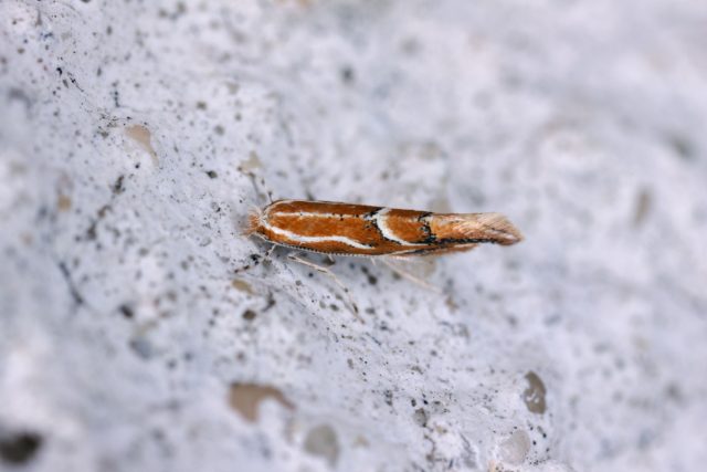 Верхнесторонняя плодовая минирующая моль (Lithocolletis corylifoliella) Верхнесторонняя плодовая минирующая моль (Lithocolletis corylifoliella)