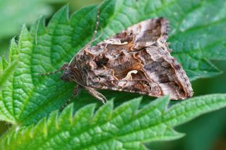 Бабочка совка-гамма (Autographa gamma)