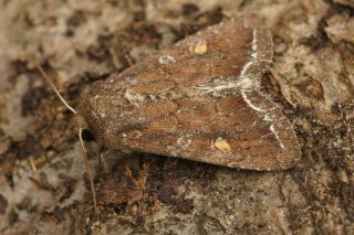 Бабочка совка огородная (Lacanobia oleracea)