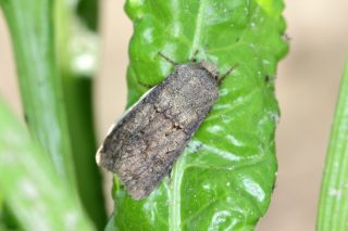 Бабочка совка озимая (Agrotis segetum)