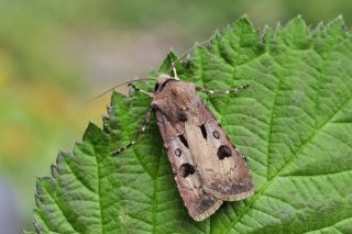 Бабочка совка восклицательная (Agrotis exclamationis)