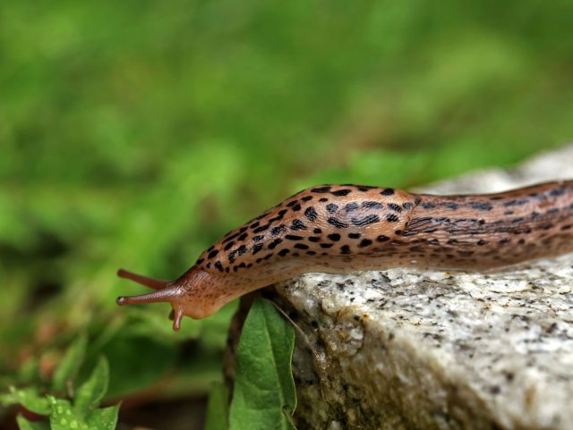 Слизень большой (Limax maximus) Слизень большой (Limax maximus)