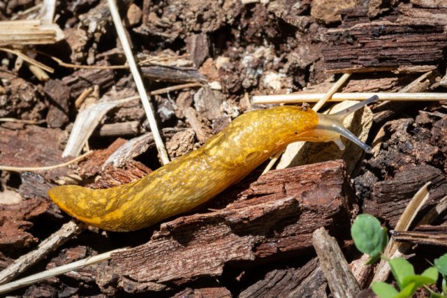 Слизень подвальный или жёлтый (Limax flavus) Слизень подвальный или жёлтый (Limax flavus)