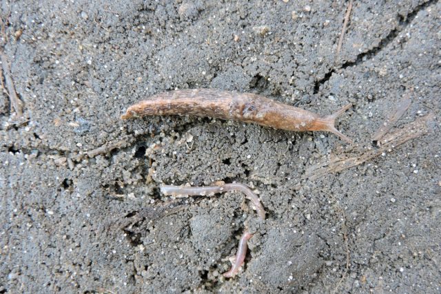 Слизень сетчатый (Deroceras reticulatum) Слизень сетчатый (Deroceras reticulatum)