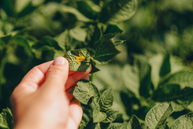 Яйцекладка колорадского жука