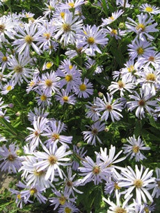 erigeron-krupno-s
