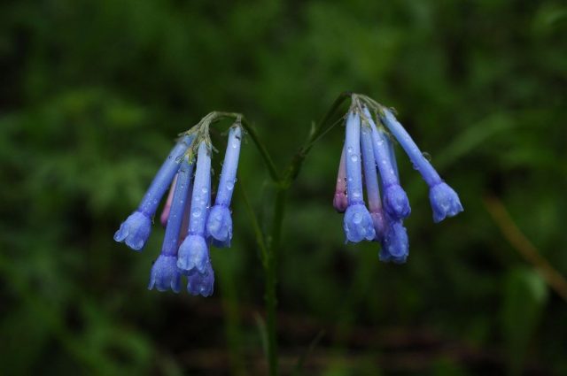 Один из самых морозостойких видов - мертензия даурская (Mertensia davurica), в диком виде произрастающая в Сибири
