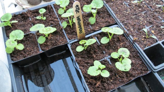 Нижний полив стимулирует корни расти вниз в поисках влаги Нижний полив стимулирует корни расти вниз в поисках влаги