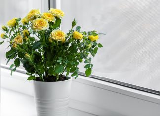 Как спасти розу в горшке от верной смерти: правила ухода после покупки - Блоги компаний Как спасти розу в горшке от верной смерти: правила ухода после покупки