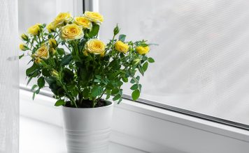 Как спасти розу в горшке от верной смерти: правила ухода после покупки Как спасти розу в горшке от верной смерти: правила ухода после покупки