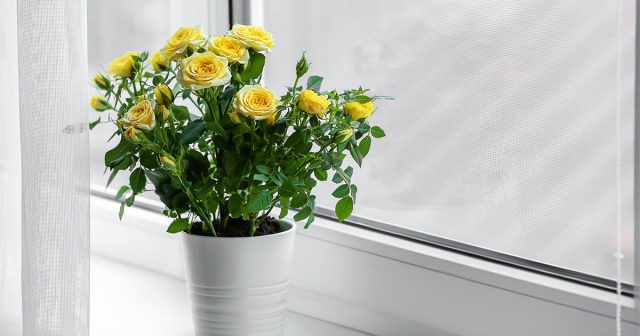 Как спасти розу в горшке от верной смерти: правила ухода после покупки