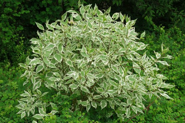 Кизил белый, или дёрен белый (Cornus alba) ботанически тоже кизил, только другого вида Кизил белый, или дёрен белый (Cornus alba) ботанически тоже кизил, только другого вида