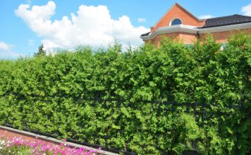 Лучшие хвойные и лиственные деревья для создания живой изгороди Лучшие хвойные и лиственные деревья для создания живой изгороди