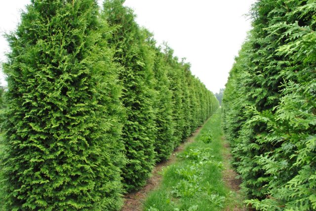 Туя западная «Брабант» (Thuja occidentalis ’Brabant’)