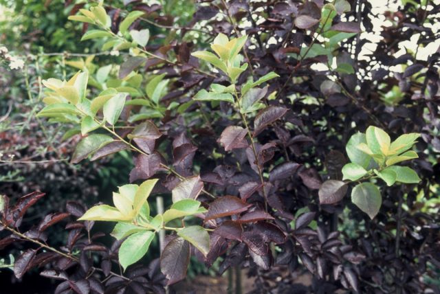 Черемуха виргинская «Шуберт» (’Shubert’)