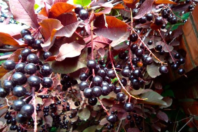 Черемуха виргинская «Сибирская красавица»